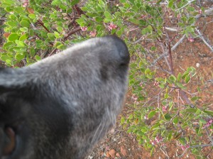 Bongo Sniffing Manzanita