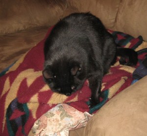 Scratchy on the couch