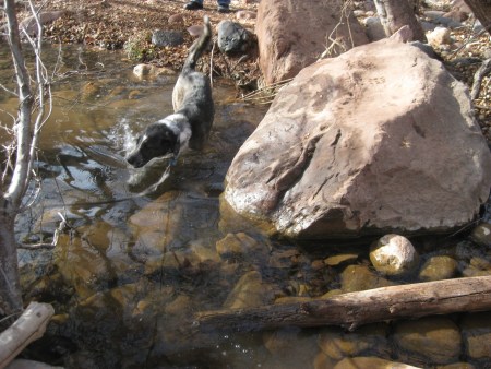 Bongo in the Creek