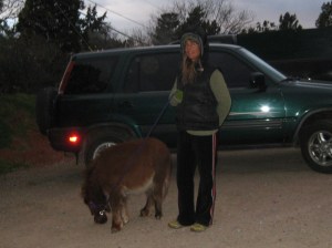 Miniature Horse and Person Miniature Horse and Person