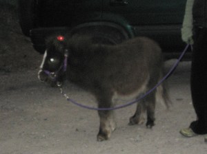 Miniature Horse Miniature Horse