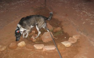 Bongo Searching for the Puddle