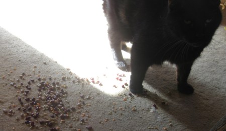 Scratchy near the Beans