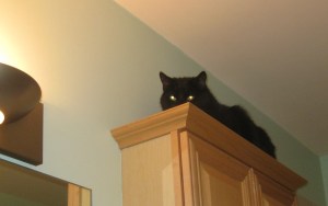 Scratchy in the Bathroom