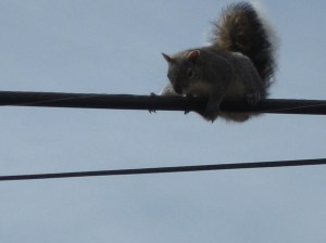 Squirrel on Wire Squirrel on a wire