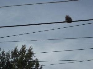 Squirrel high on a wire