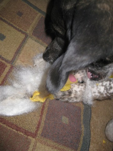 Bongo Shredding the Sunshine