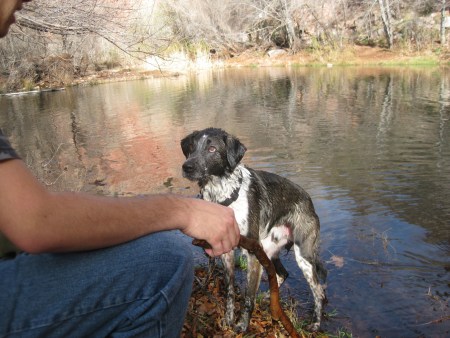 Bongo Wanting the Stick Thrown
