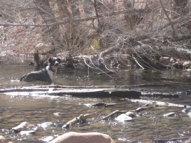 Bongo Crossing the Creek