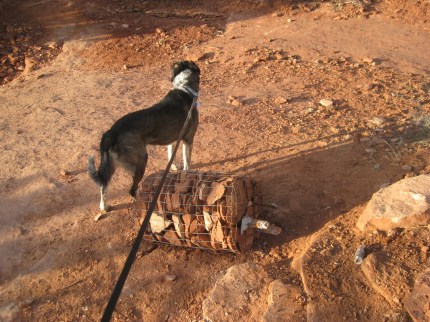 Bongo Looking Past the Downed Cairn