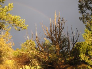 Rainbow behind dead tree