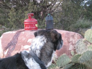 Bongo near some containers on a rock