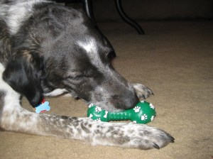 Bongo with his new toy