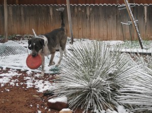 Hardly Snow Bongo and a dusting of snow