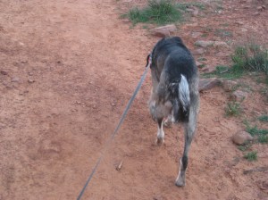 Heading Home Bongo Heading Back on the Trail