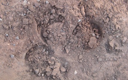 Horse Shoe Prints