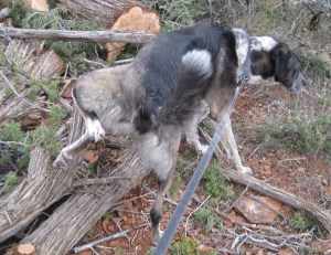 Bongo Placing his Mark