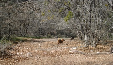 Bongo and Another Dog