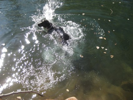Bongo Getting One More Swim