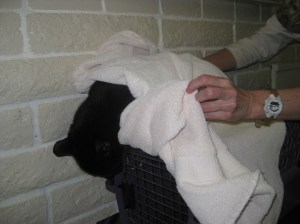 Scratchy Wrapped in a Towel