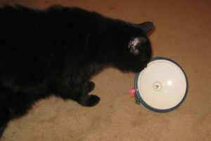 Scratchy with the Lid