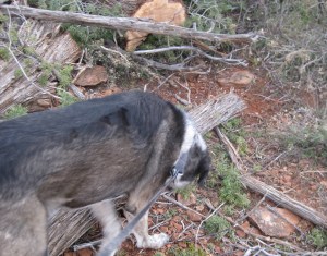 Bongo Sniffing Branches