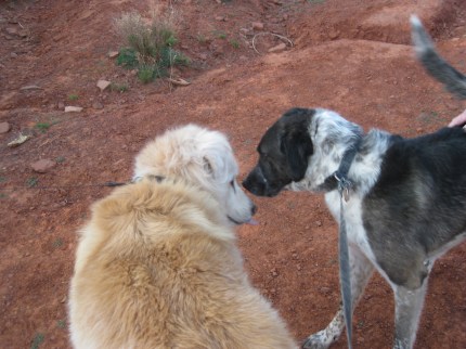 Timmy and Bongo Timmy and Bongo