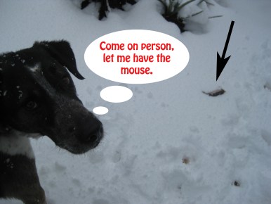 Bongo and Mouse in the Snow