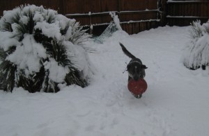 Bongo with a Frisbee in the Snow