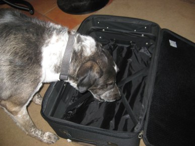 Bongo Looking in a Suitcase