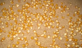 Corn on the Carpet