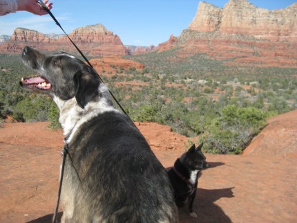 Bongo and Pablo not looking at the scenery