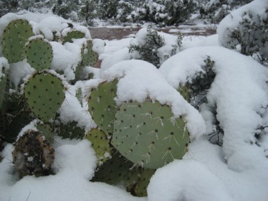 Prickly Pear in Snow
