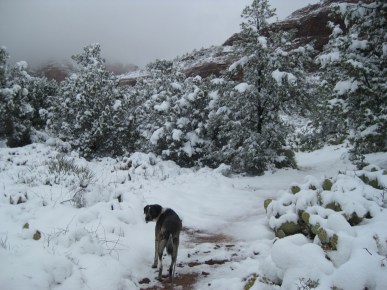 Bongo in the trail in the snow