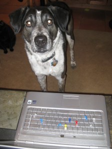 Bongo in front of a keyboard full of tacks