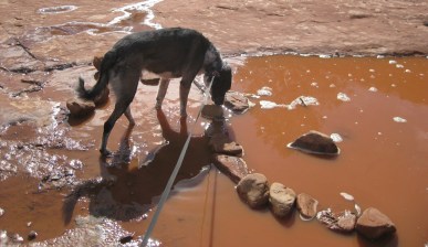 Bongo in the Mud Pond