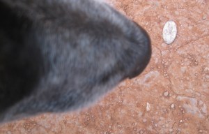 Bongo's nose checking an object