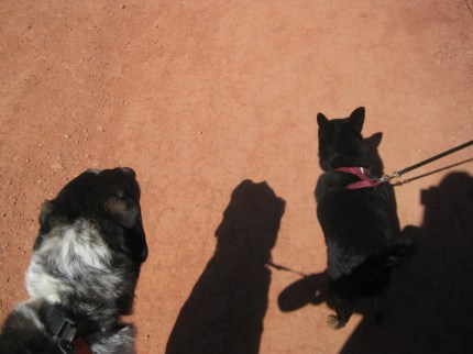 Bongo and Pablo on the trail