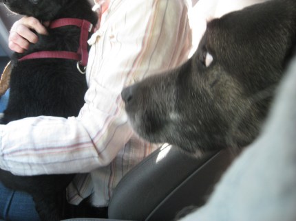 Bongo looking at Pablo in the front seat