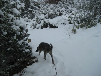 Bongo Sniffing in Snow