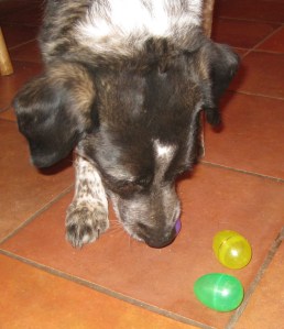 Bongo with plastic eggs