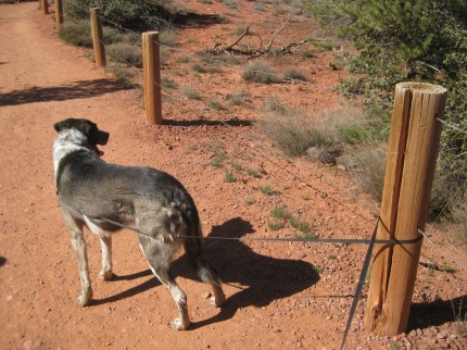 Bongo tangled around a post