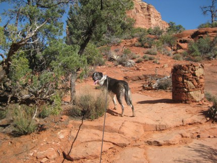 Bongo Leading the Way