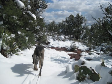 Bongo on virgin snow