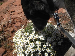 Bongo sniffing a bouquet of wildflowers