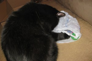 Scratchy checking out a bag