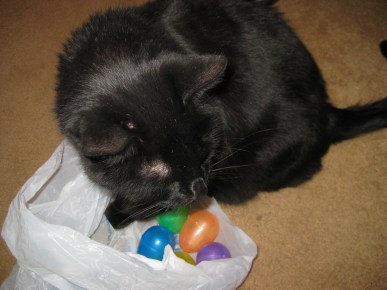 Scratchy guarding the eggs