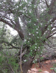 Flowers hanging on juniper tree