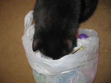 Scratchy getting into the bag