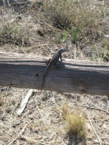 Lizard on a Rail